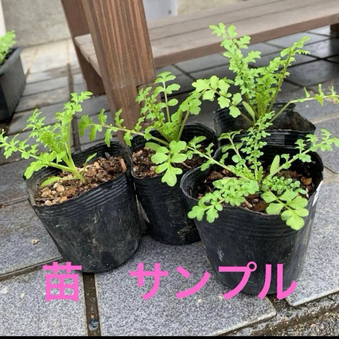 花 sakura-hana