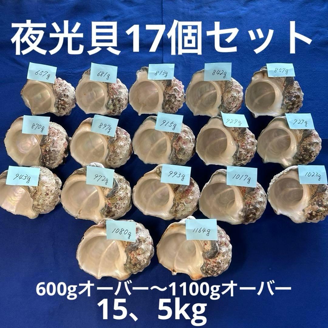 夜光貝　ヤコウ貝　まとめ売り　17個　15、5kg アクセサリー　ルアー