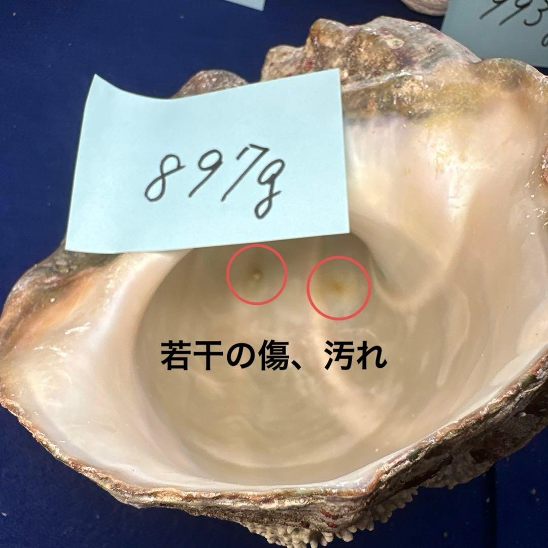 夜光貝　ヤコウ貝　まとめ売り　17個　15、5kg アクセサリー　ルアー