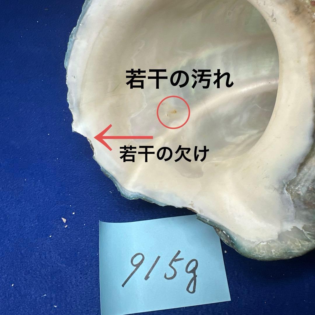 夜光貝　ヤコウ貝　まとめ売り　17個　15、5kg アクセサリー　ルアー