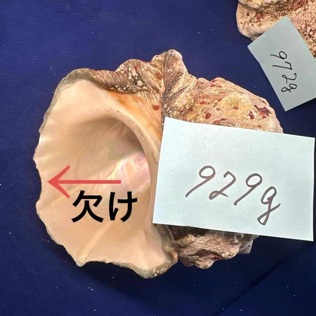 夜光貝　ヤコウ貝　まとめ売り　17個　15、5kg アクセサリー　ルアー