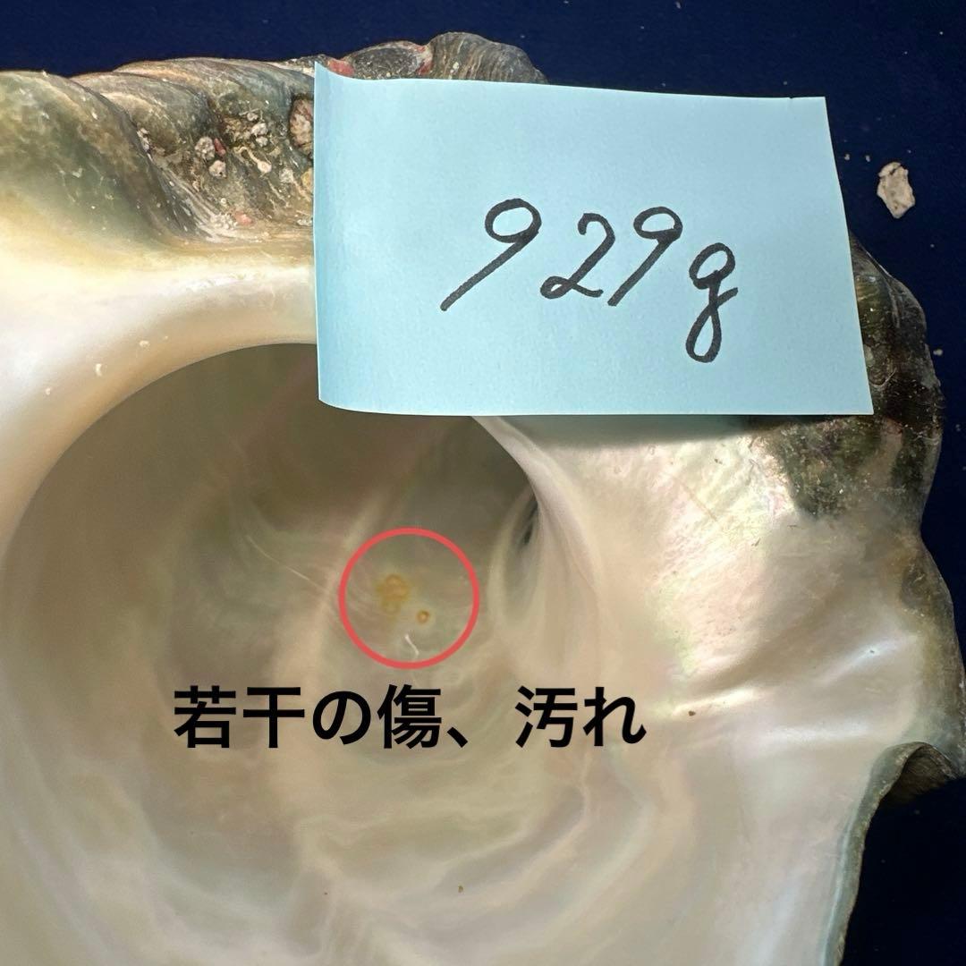 夜光貝　ヤコウ貝　まとめ売り　17個　15、5kg アクセサリー　ルアー