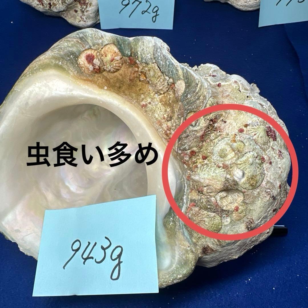 夜光貝　ヤコウ貝　まとめ売り　17個　15、5kg アクセサリー　ルアー