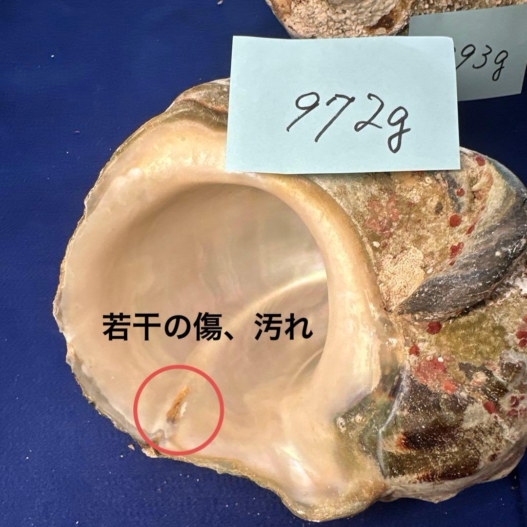 夜光貝　ヤコウ貝　まとめ売り　17個　15、5kg アクセサリー　ルアー