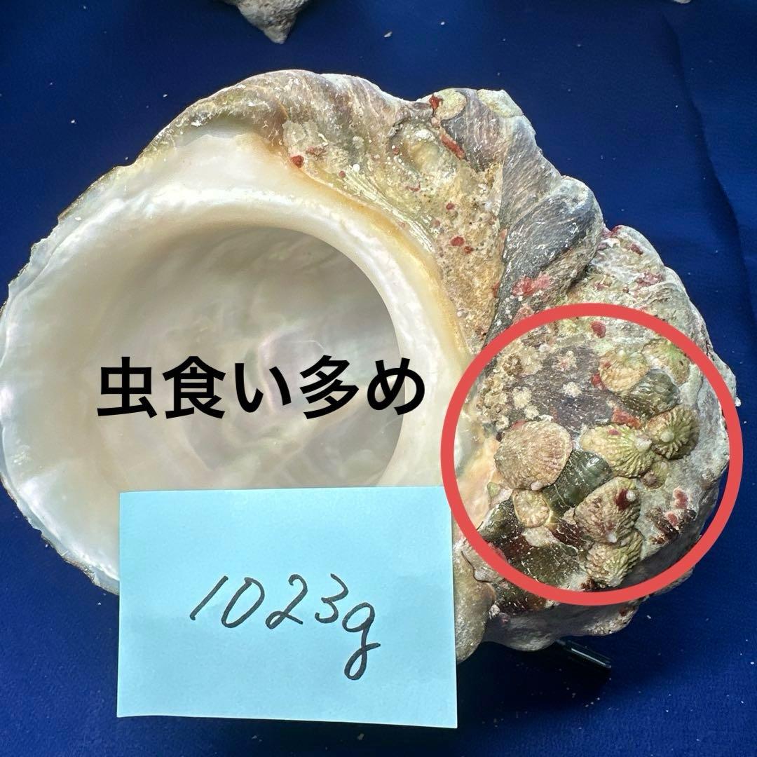 夜光貝　ヤコウ貝　まとめ売り　17個　15、5kg アクセサリー　ルアー