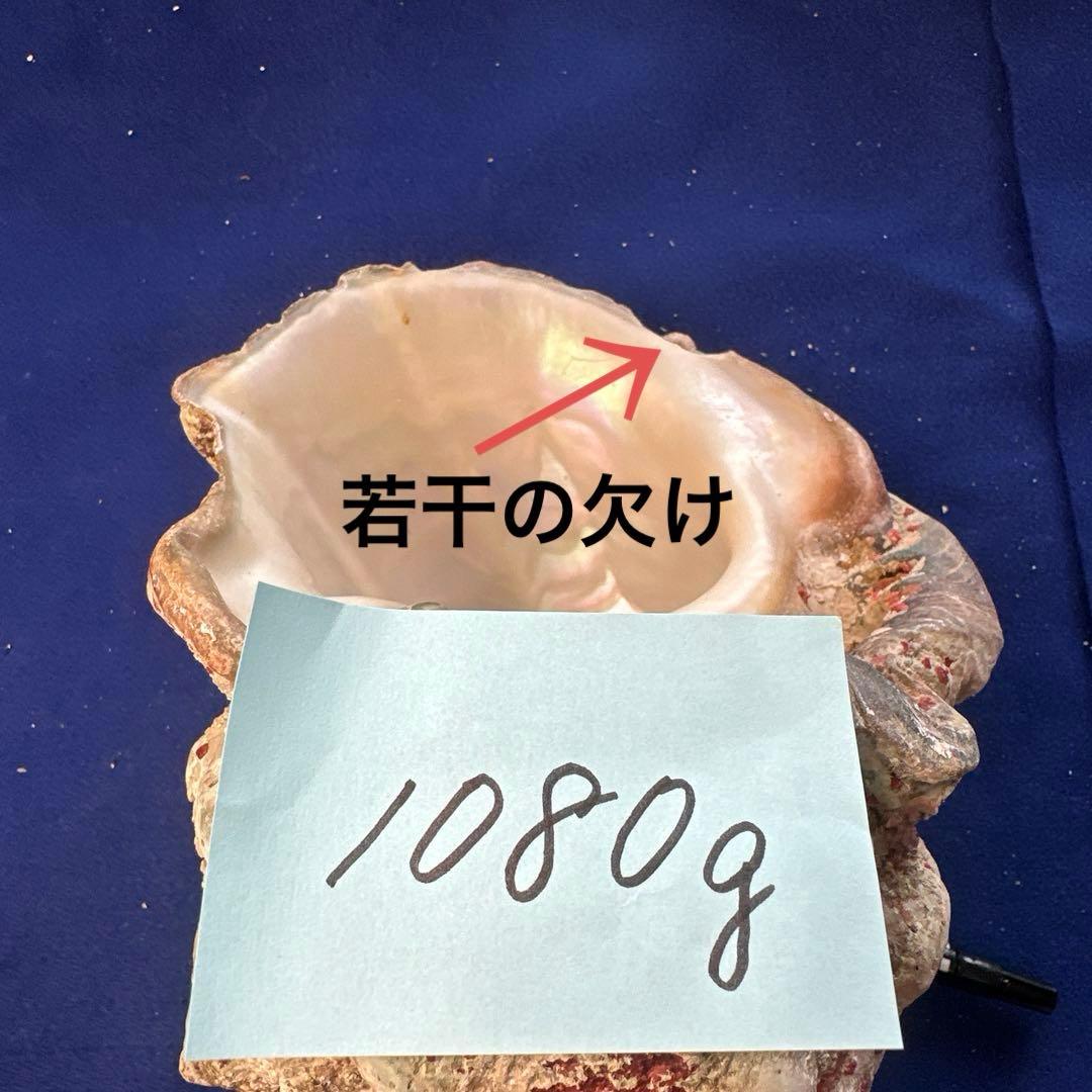 夜光貝　ヤコウ貝　まとめ売り　17個　15、5kg アクセサリー　ルアー