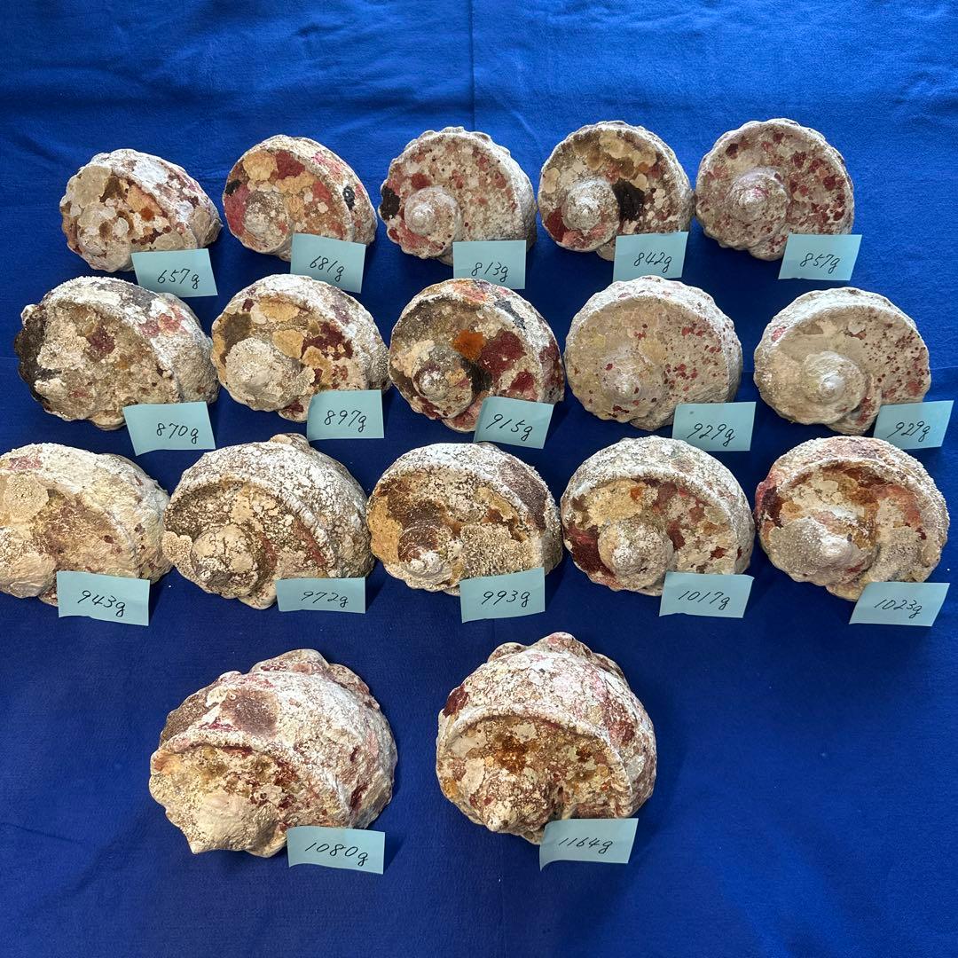 夜光貝　ヤコウ貝　まとめ売り　17個　15、5kg アクセサリー　ルアー