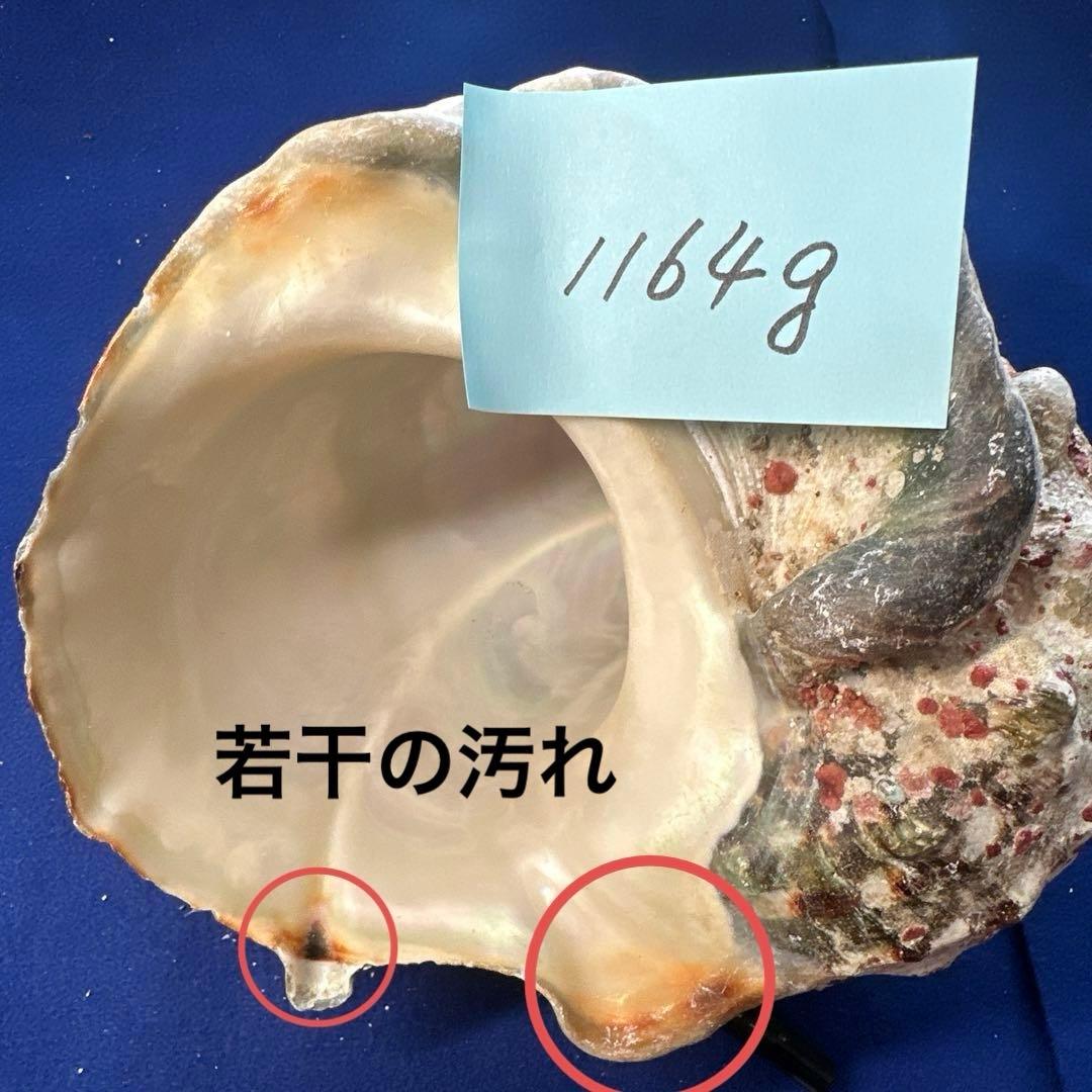 夜光貝　ヤコウ貝　まとめ売り　17個　15、5kg アクセサリー　ルアー