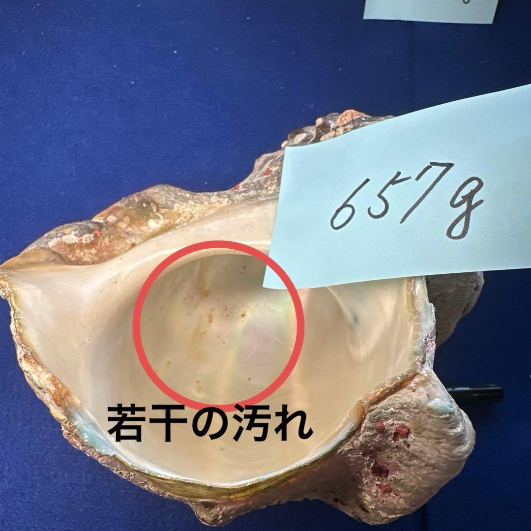 夜光貝　ヤコウ貝　まとめ売り　17個　15、5kg アクセサリー　ルアー