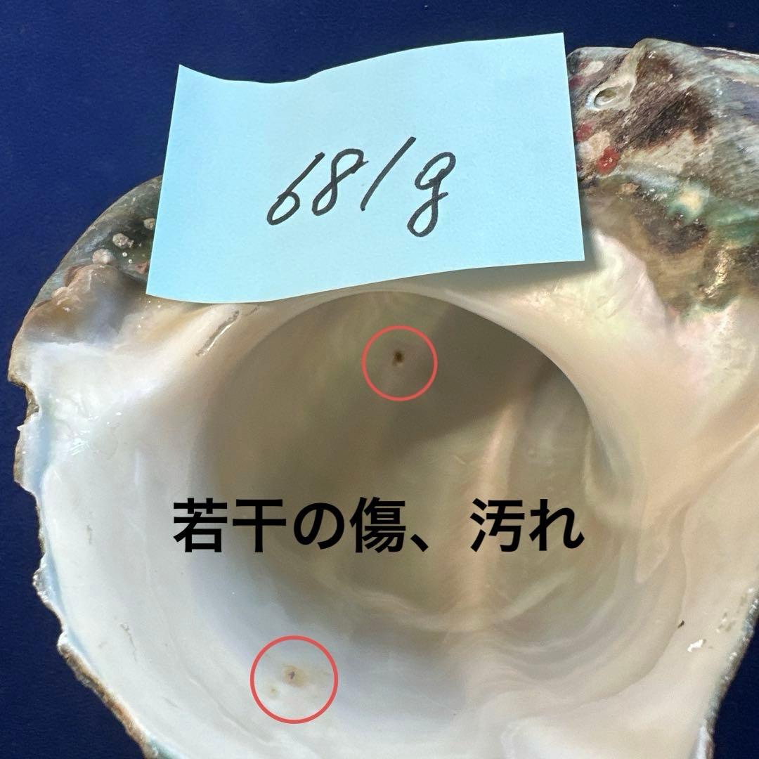 夜光貝　ヤコウ貝　まとめ売り　17個　15、5kg アクセサリー　ルアー