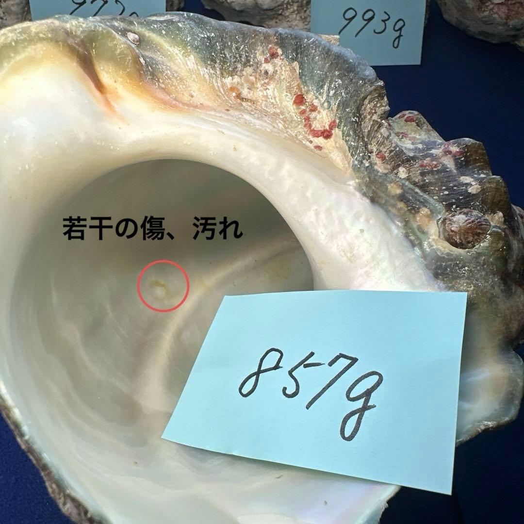 夜光貝　ヤコウ貝　まとめ売り　17個　15、5kg アクセサリー　ルアー