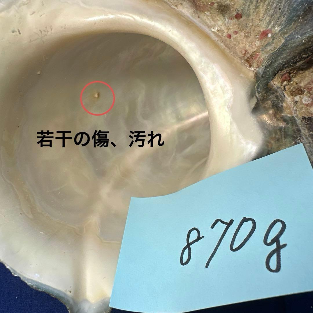 夜光貝　ヤコウ貝　まとめ売り　17個　15、5kg アクセサリー　ルアー