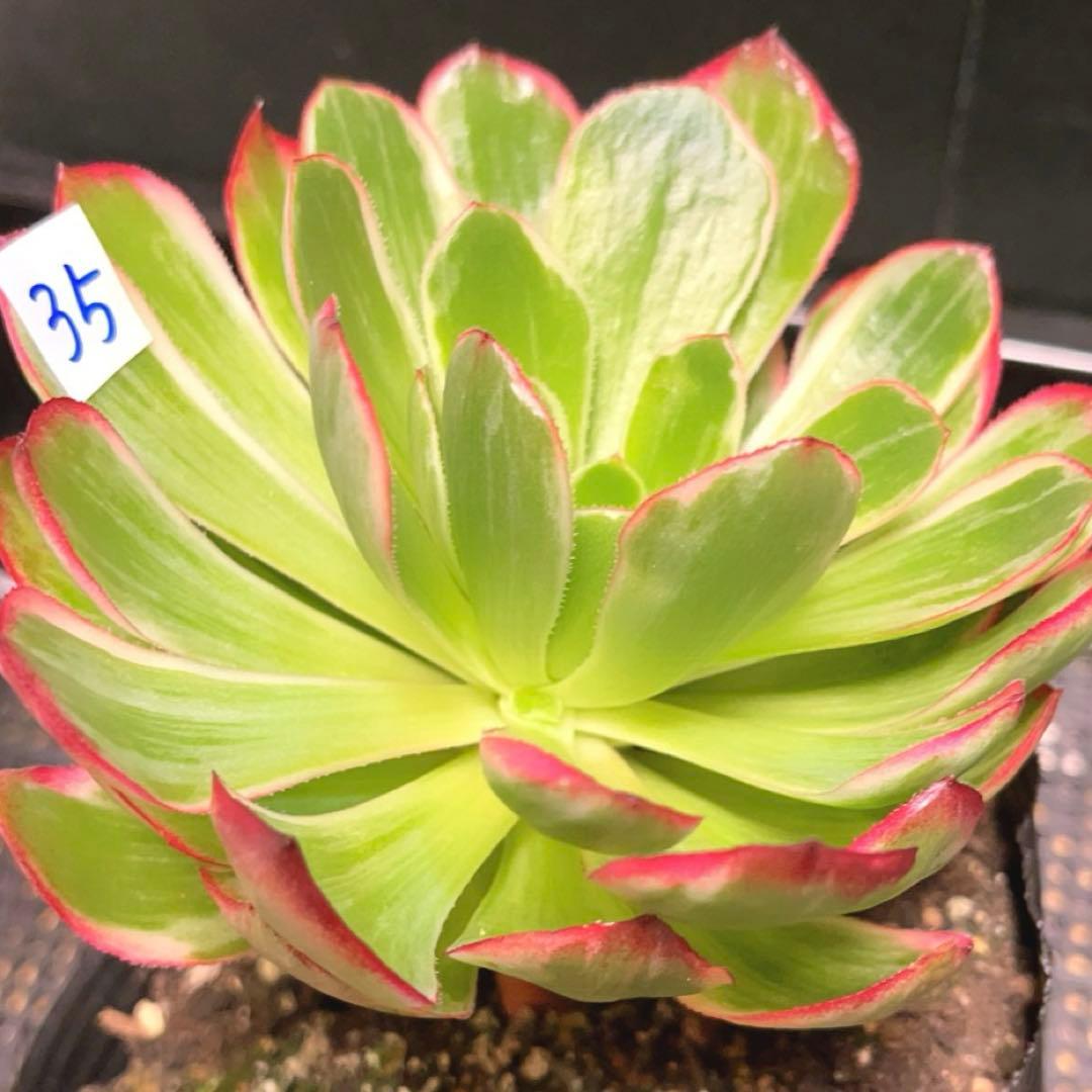 35#植物アエオニウム錦莲花座錦❤️ロータスホルダ錦❤️1大頭2小頭16cm拨き苗