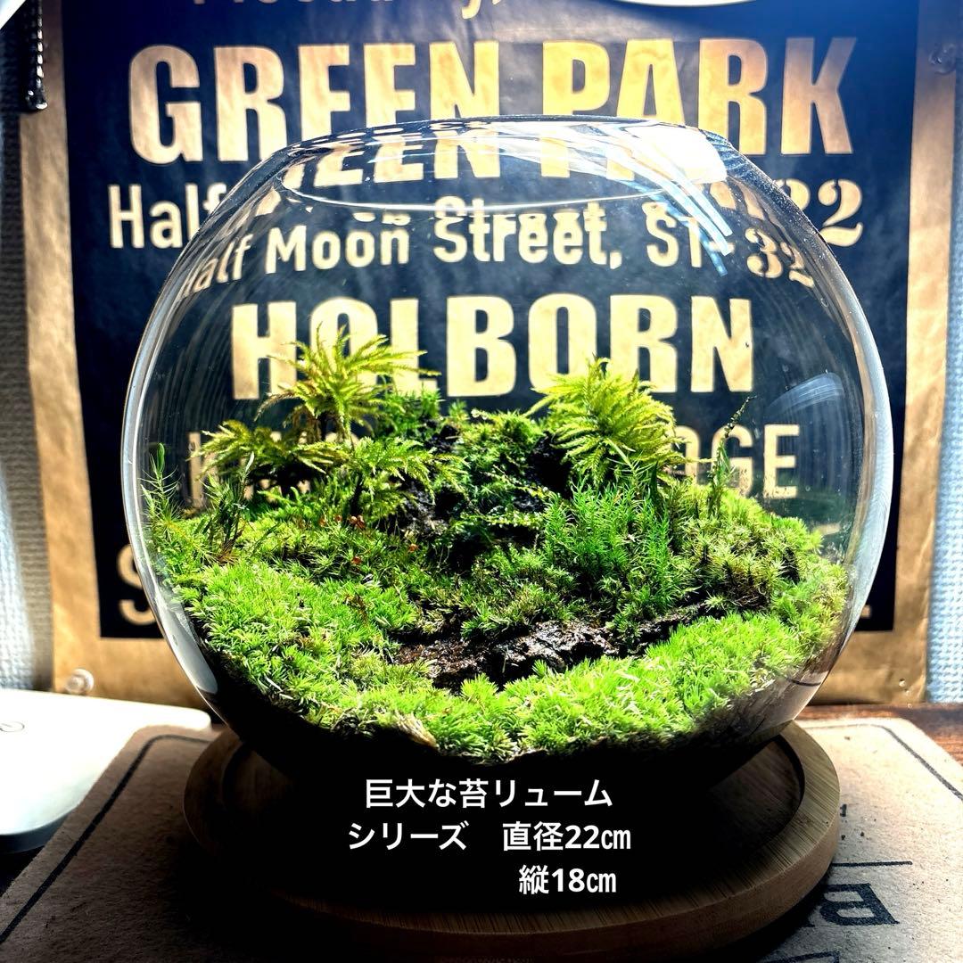 ❣️苔アート❣️溶岩石活着❣️苔リューム❣️一点物❣️完成品❣️送料込み❣️