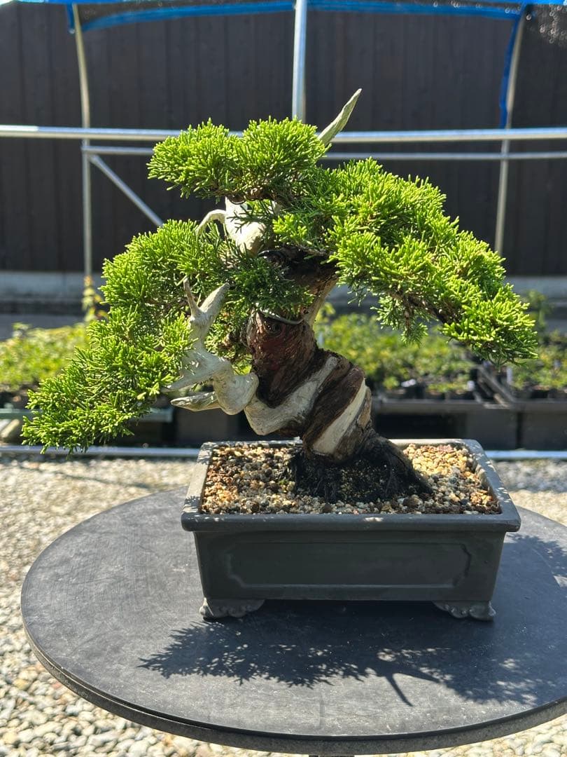 盆栽 糸魚川真柏 太幹 貴風サイズ-2