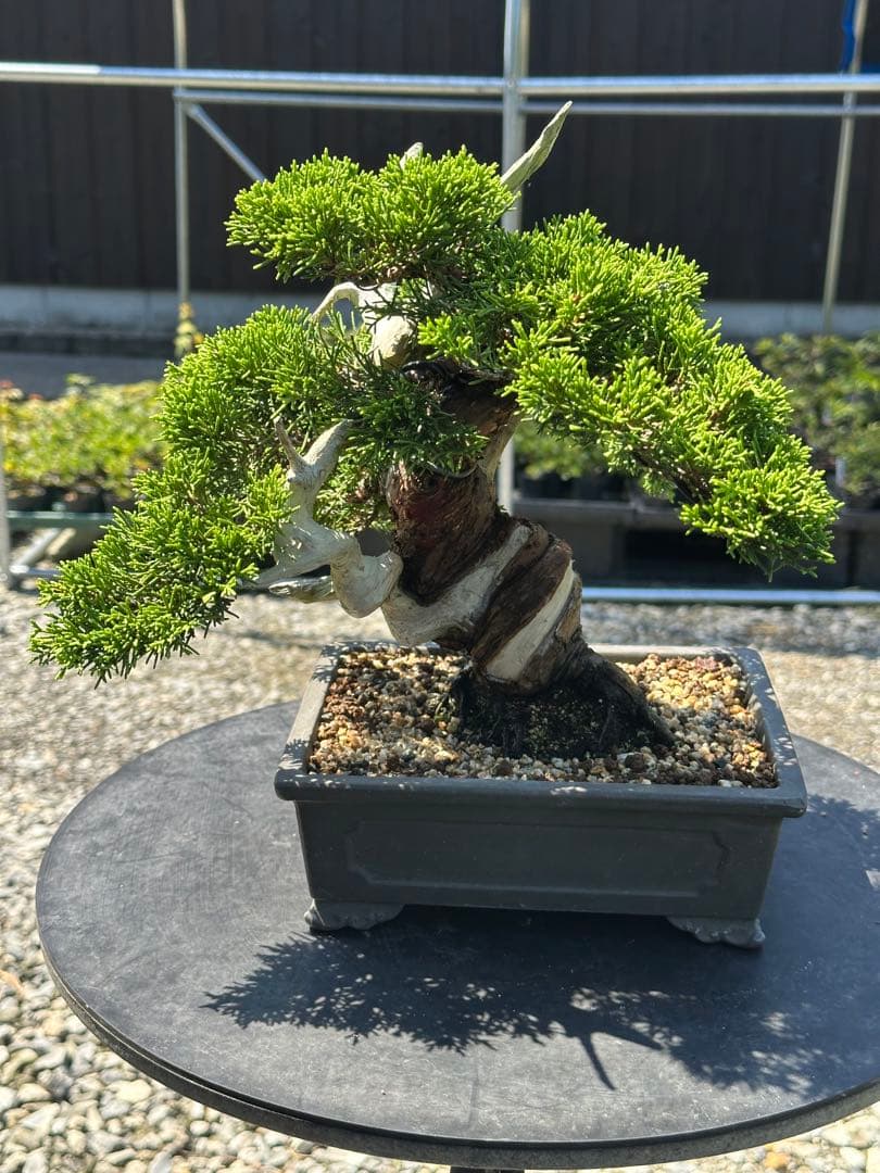 盆栽 糸魚川真柏 太幹 貴風サイズ-2