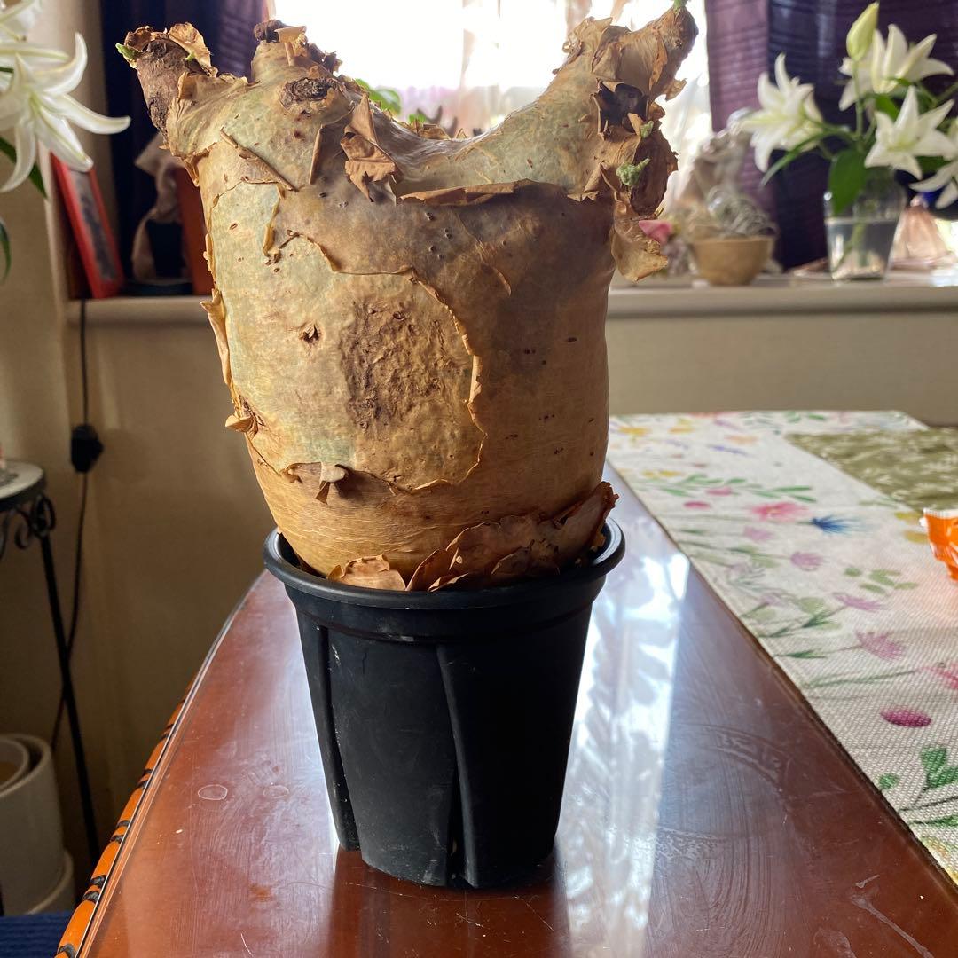 キフォステンマ マクロプス 大きめ 現地球