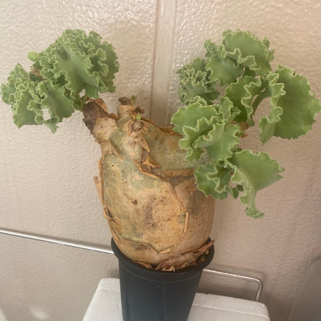 キフォステンマ マクロプス 大きめ 現地球