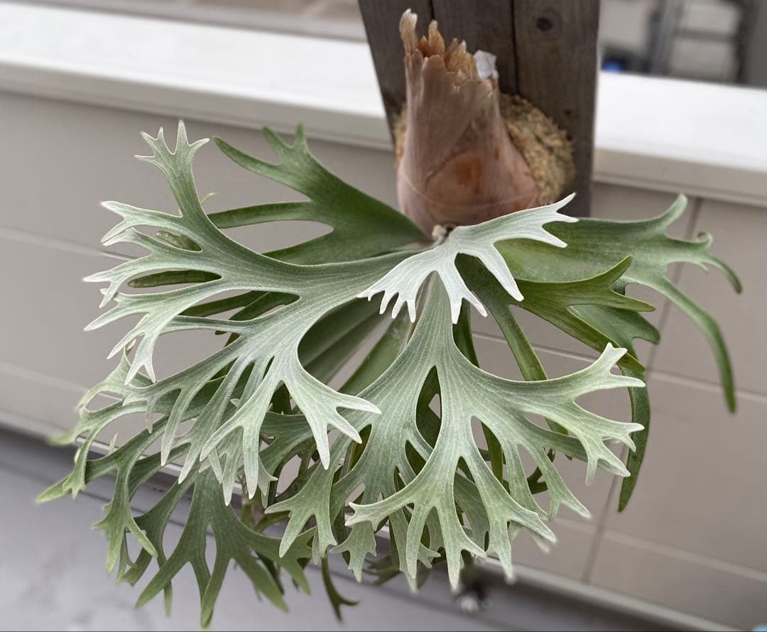 ビカクシダ　E-1