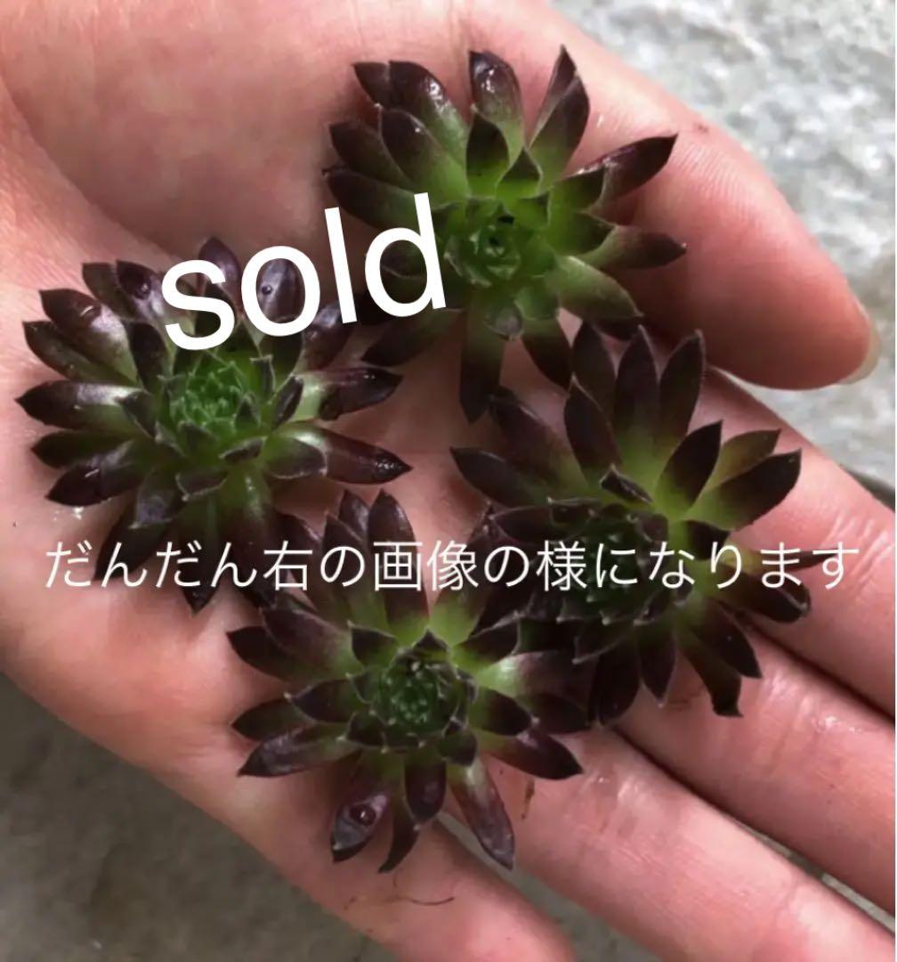 パシフィックレッドダイド 専用苗