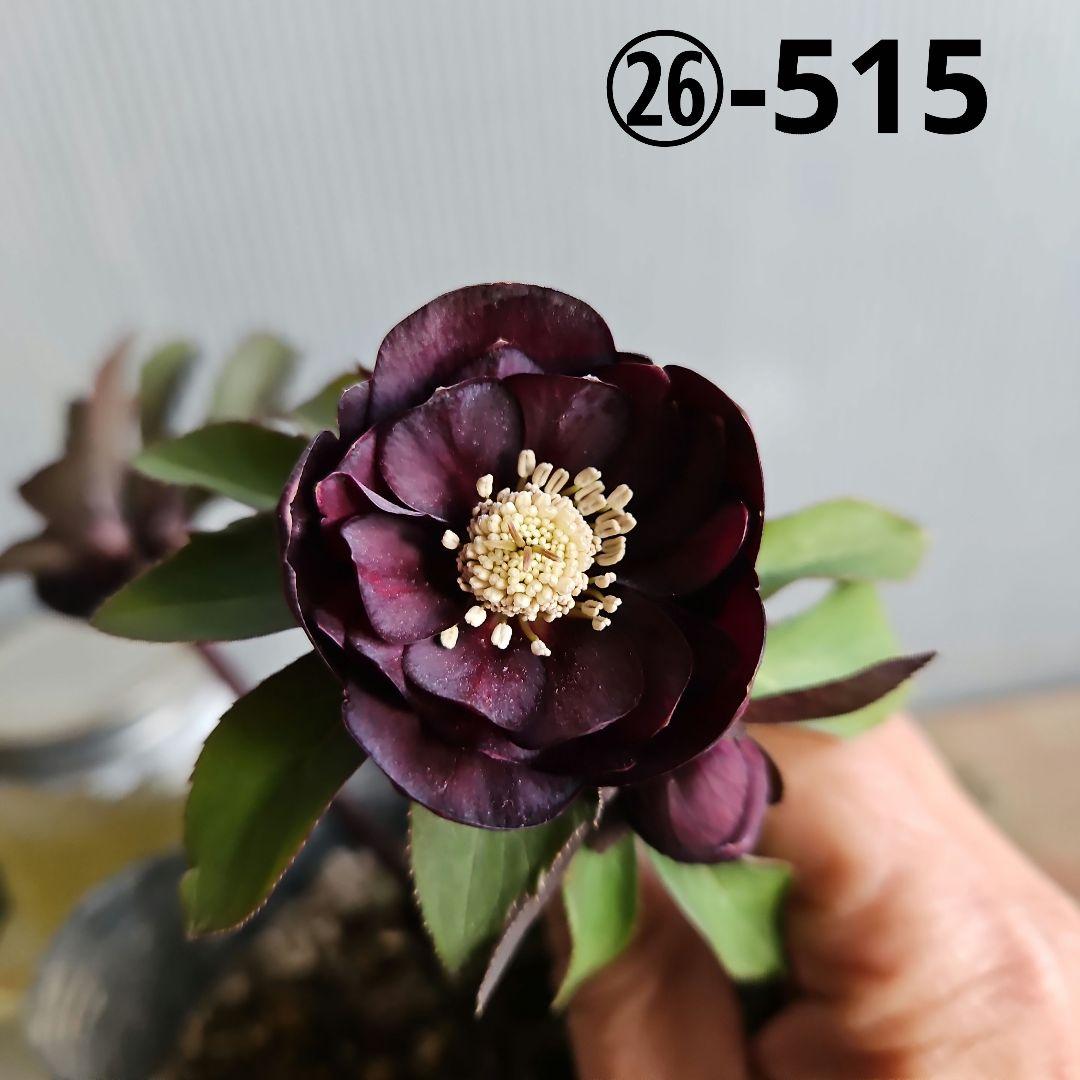 Sh様ご購入苗㉖-515クリスマスローズ