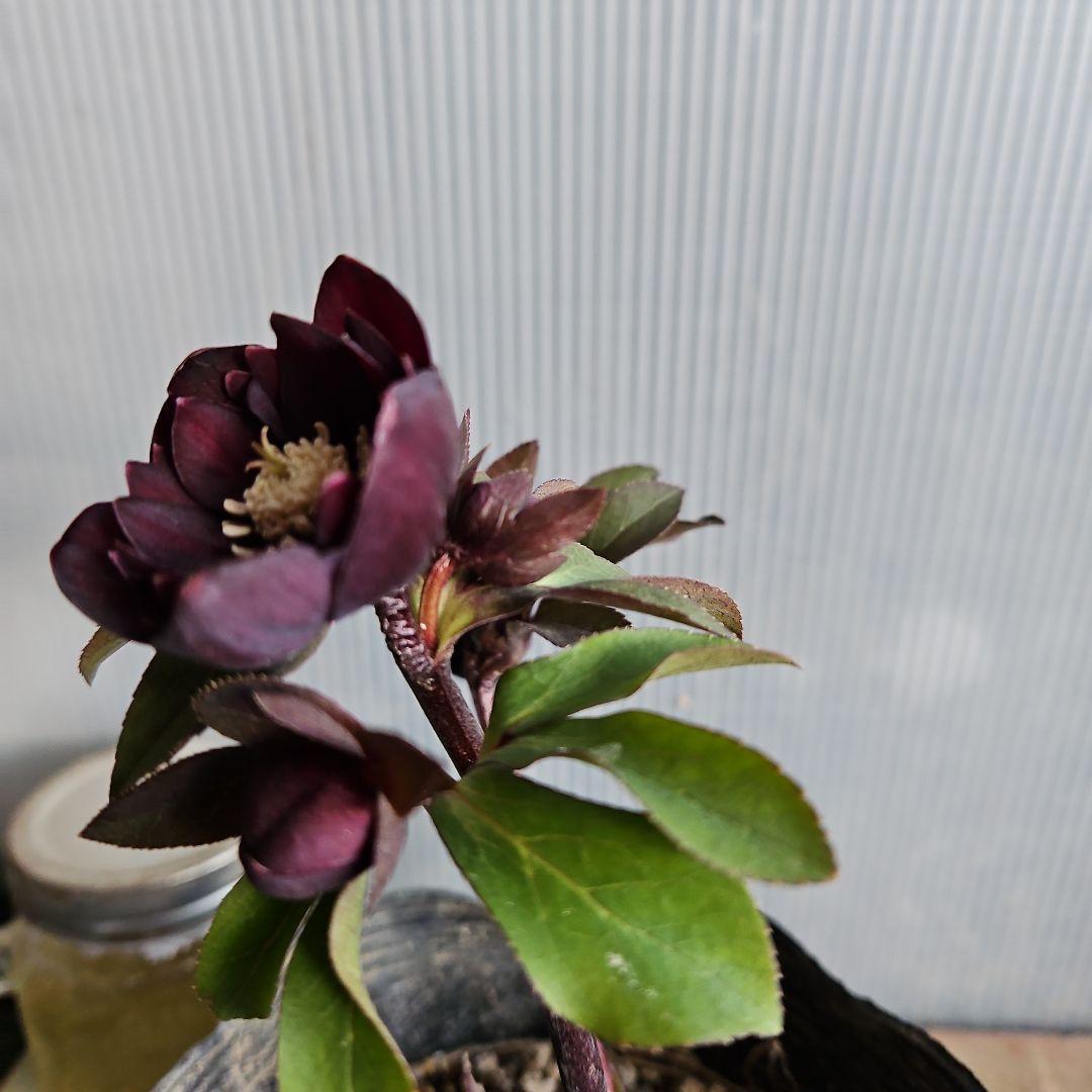 Sh様ご購入苗㉖-515クリスマスローズ