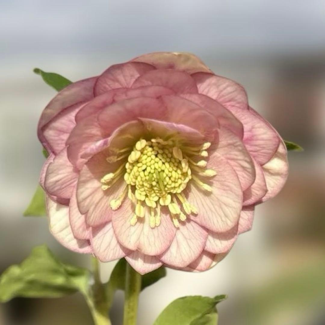 小輪多弁手毬プリマヴェーラ交配ddクリスマスローズ　開花株　加藤農園　苗　現品