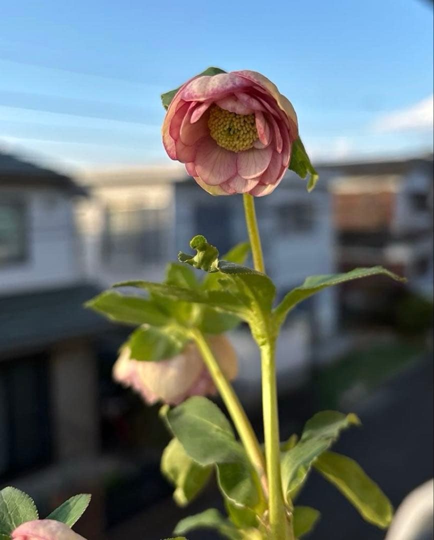 小輪多弁手毬プリマヴェーラ交配ddクリスマスローズ　開花株　加藤農園　苗　現品