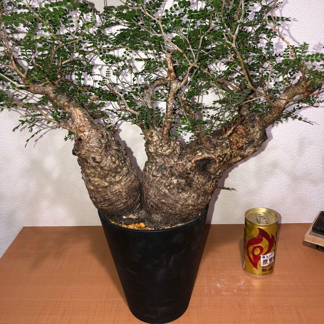 オペルクリカリア　パキプス　Wヘッド　現地球 発送株　(鉢付き)