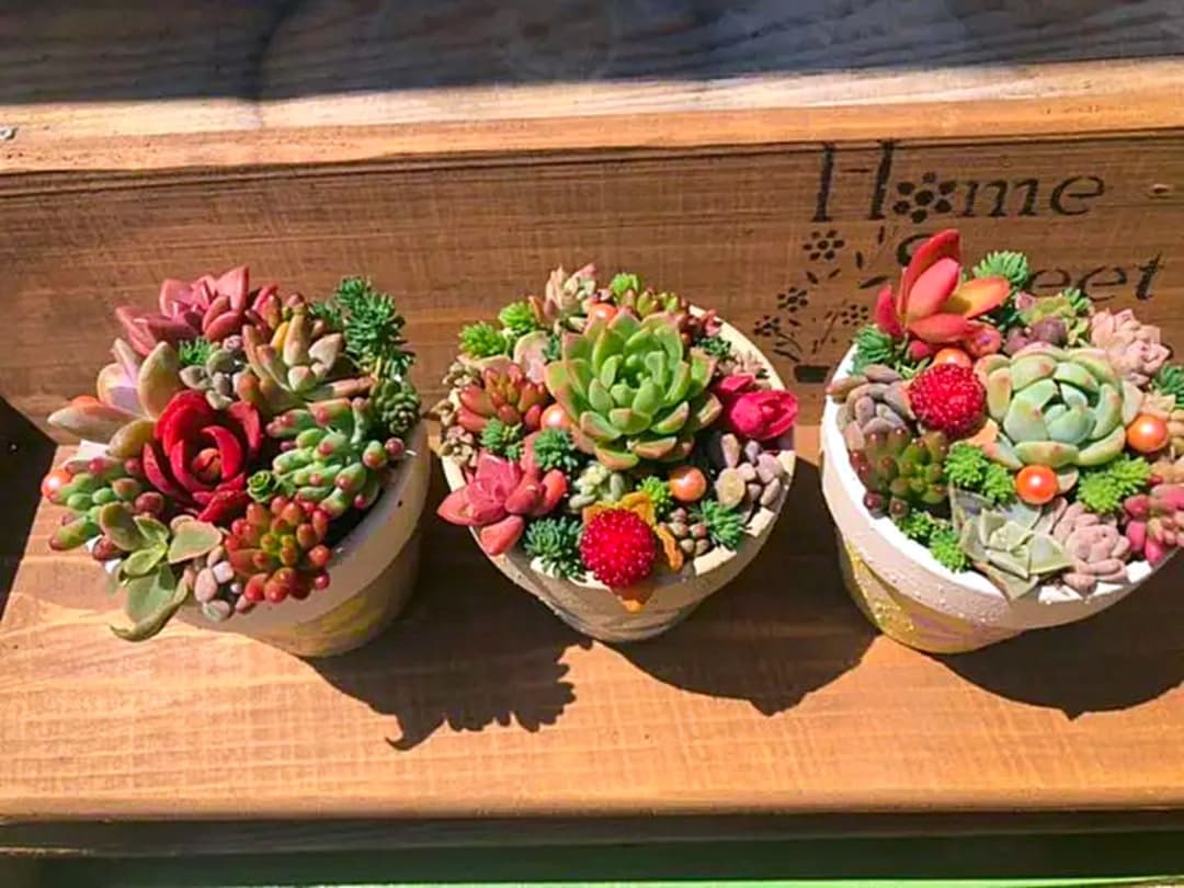 コメント専用です！多肉植物の寄せ植え◡̈⃝︎