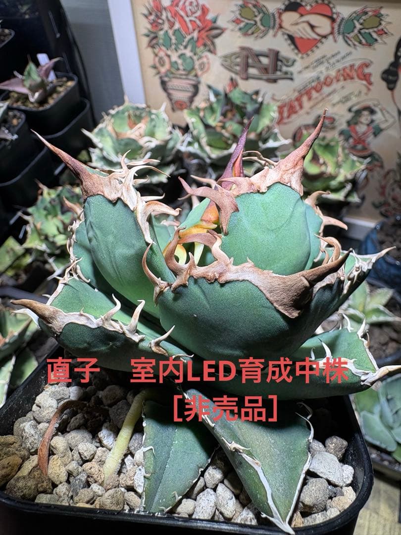 アガベチタノタ　宝珠　ヤバノタ　大株