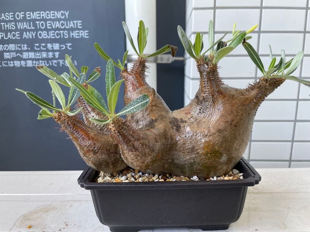 パキポディウム マカイエンセ/グラキリス？
