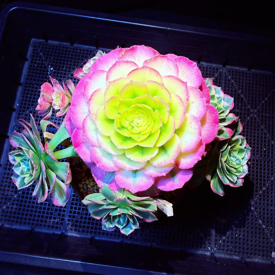 超レア新品種　アエオニウム　マリンニンフ錦(群生)　法師錦　観葉植物