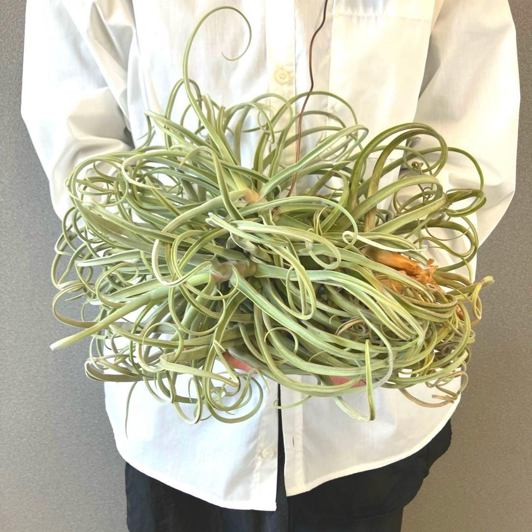 超希少❗️チランジア　ストレプトカルパ　群生✨