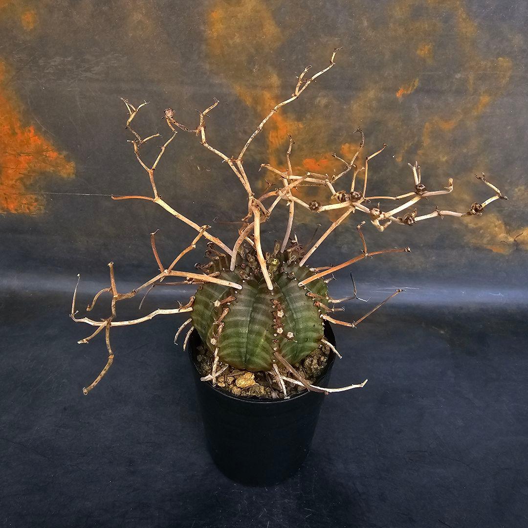 メルカリ便発送☆ユーフォルビア スーパーバリダ 白老交配