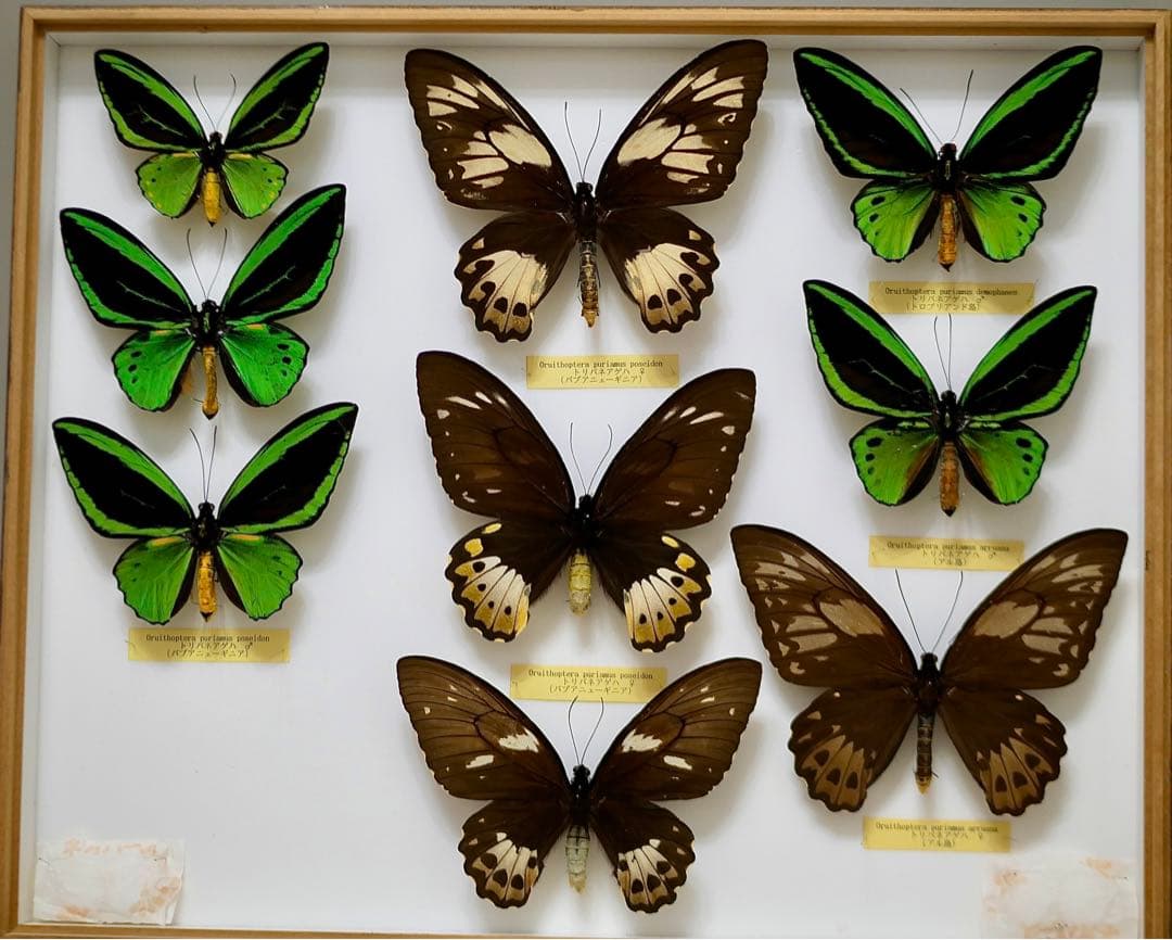 蝶標本 大型メガネトリバネアゲハ② 産地別コレクション 研究用 大型ドイツ箱