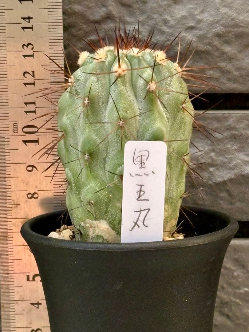 サボテン　コピアポア　黒王丸　鉢のまま