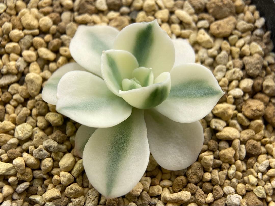 多肉植物　錦　ルノーディーン　カット苗　699