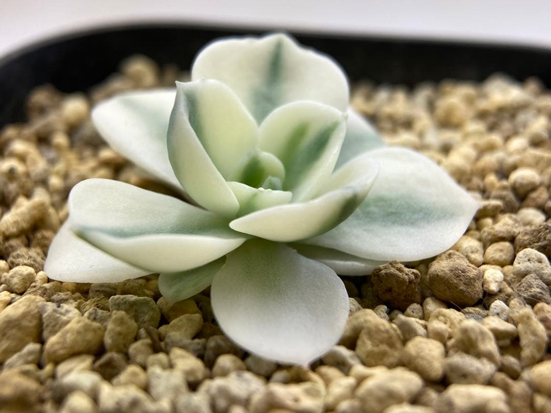 多肉植物　錦　ルノーディーン　カット苗　699