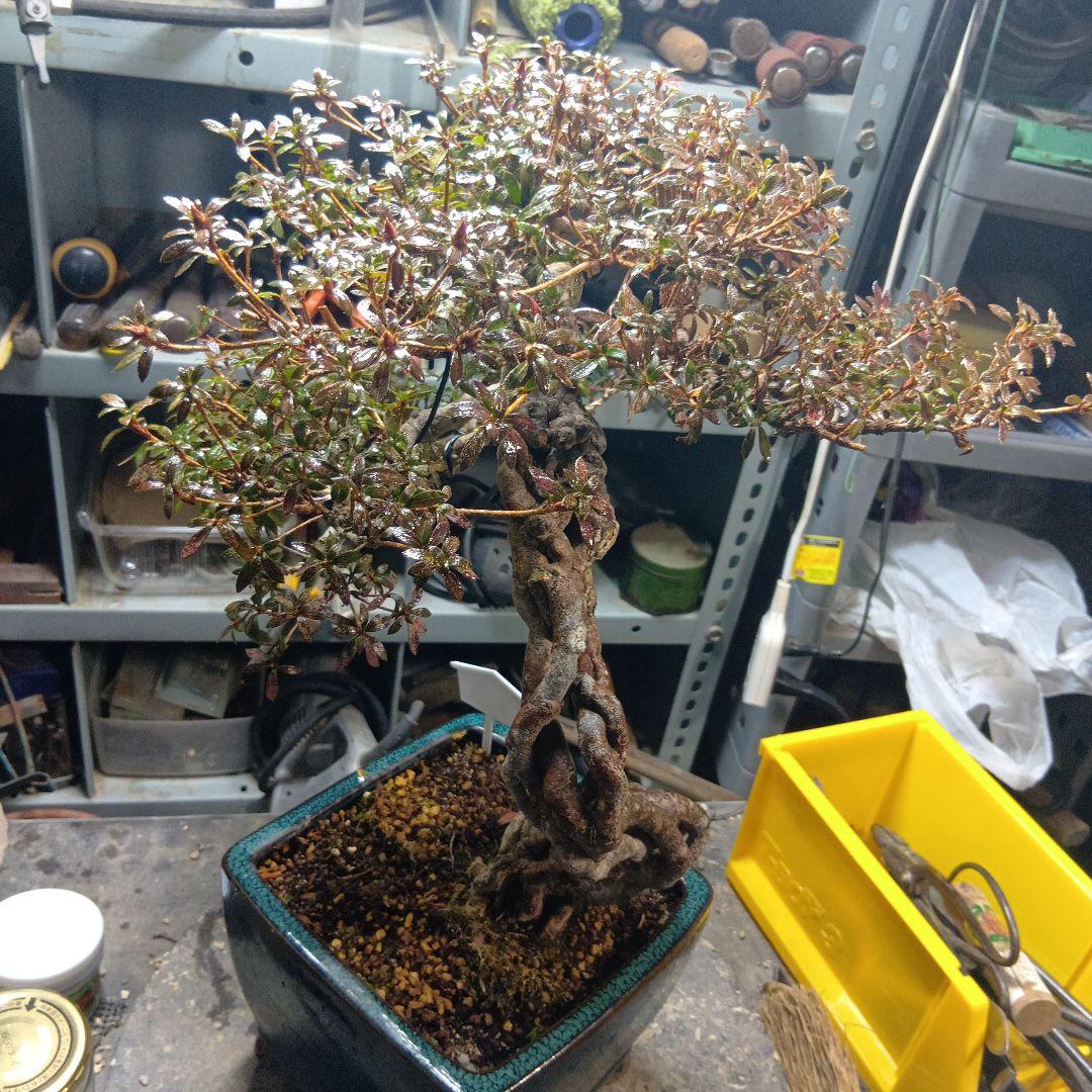 金采皐月（かなり年数持ち込み古い）