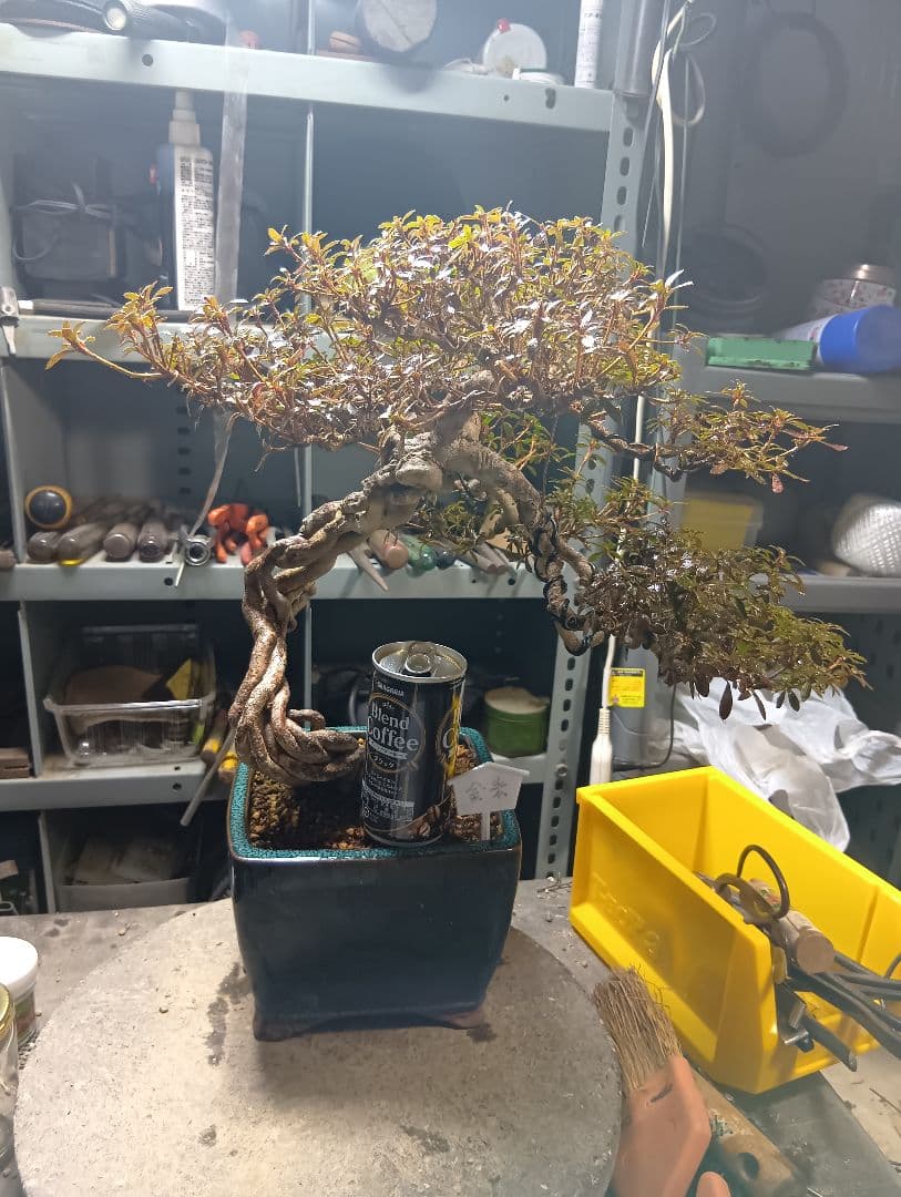 金采皐月（かなり年数持ち込み古い）