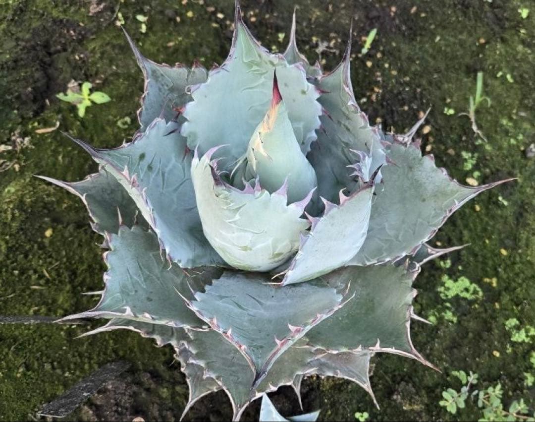 アガベ ハイブリッド　パラサナ×マルガリータ子株