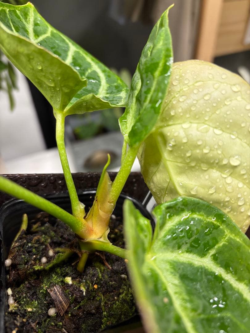 ✴︎最新画像✴︎アンスリウム ドラヤキ　観葉植物　3号　レア　希少種　ハートの形