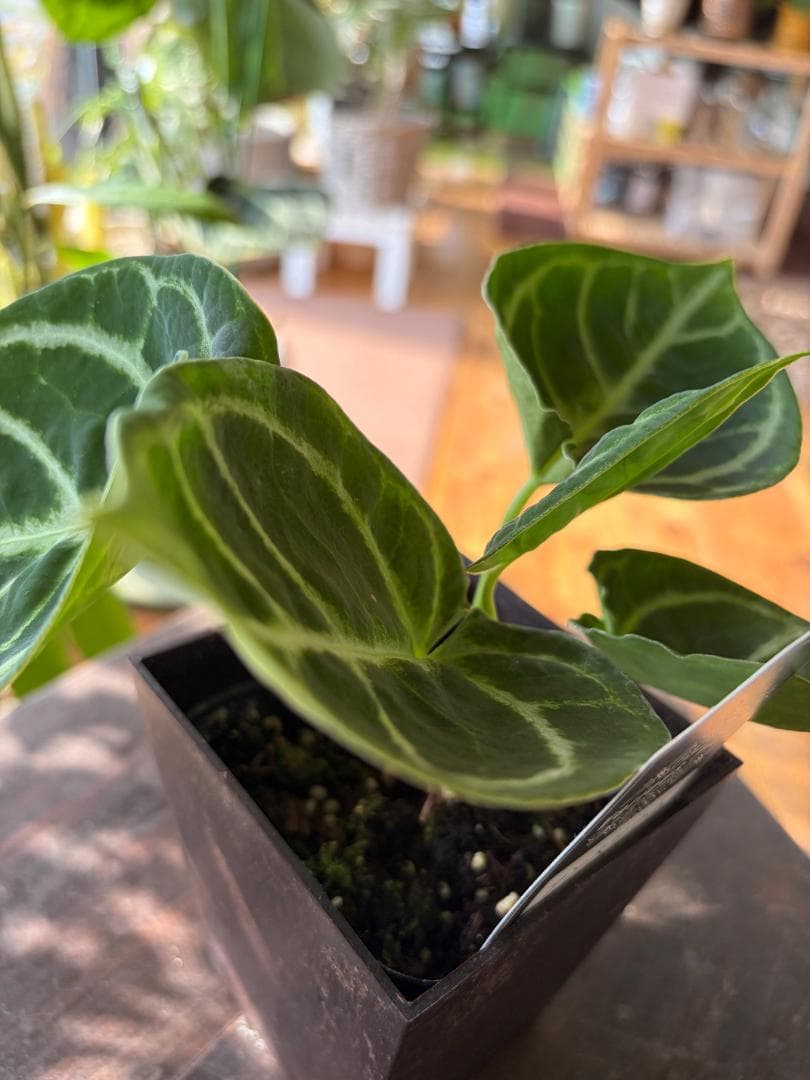 ✴︎最新画像✴︎アンスリウム ドラヤキ　観葉植物　3号　レア　希少種　ハートの形