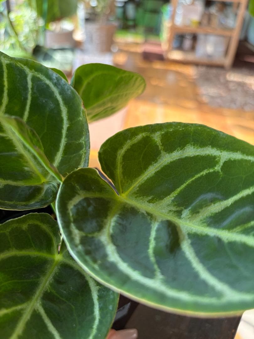 ✴︎最新画像✴︎アンスリウム ドラヤキ　観葉植物　3号　レア　希少種　ハートの形