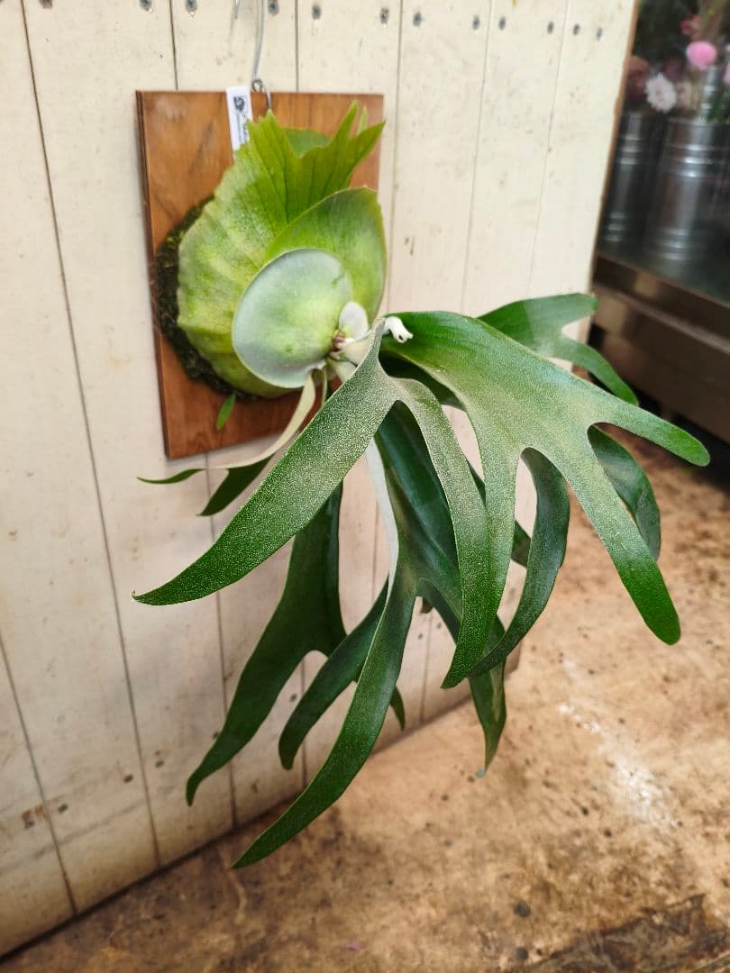 めちゃくちゃカッコいい！！コウモリラン【P.'Mulford'】板付け仕様