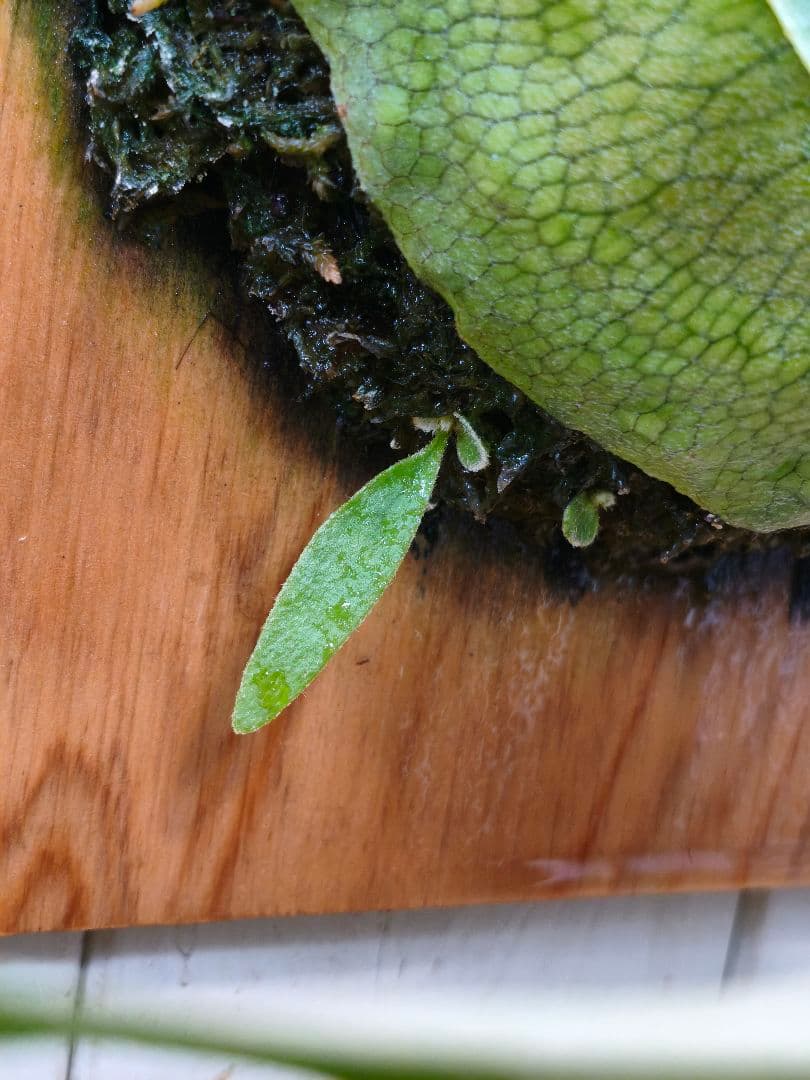 めちゃくちゃカッコいい！！コウモリラン【P.'Mulford'】板付け仕様