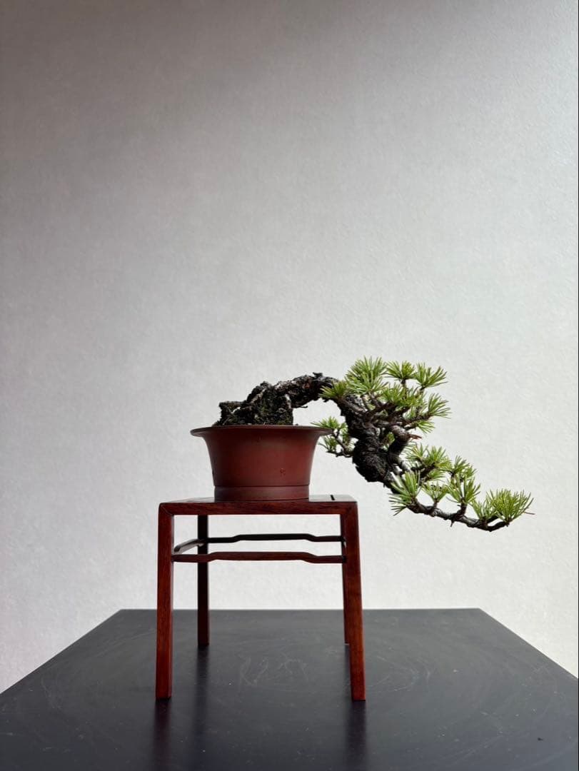 五葉松　盆栽　葉性抜群　小品盆栽　手のひらサイズ