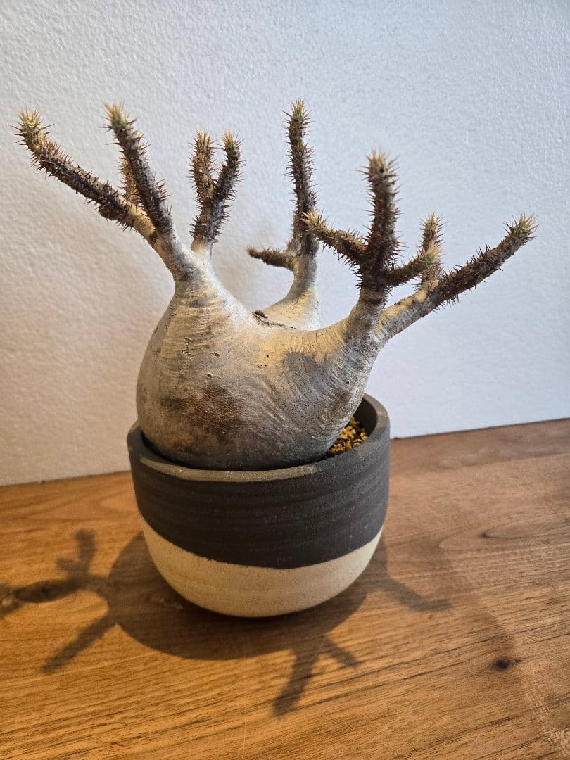 グラキリス　塊根植物 多枝状 幹に穴あり