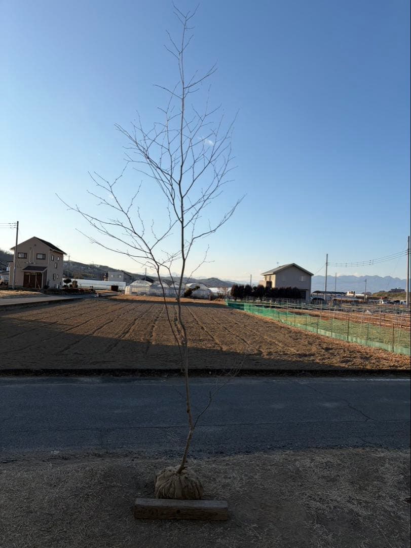 山採り アオハダ 自然樹形